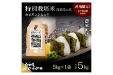 【通年受付】≪令和6年産≫　農家直送！魚沼産コシヒカリ特別栽培「白羽毛の米」精米(5kg×1袋) 5kg