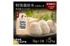 【通年受付】≪令和6年産≫　農家直送！魚沼産コシヒカリ特別栽培「白羽毛の米」玄米(5kg×1袋) 5kg