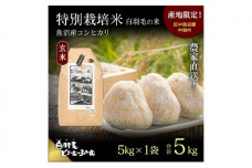 【通年受付】≪令和7年産≫ 農家直送！魚沼産コシヒカリ特別栽培「白羽毛の米」玄米(5kg×1袋) 5kg お米 ご飯 安心 