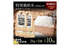 【通年受付】≪令和6年産≫　農家直送！魚沼産コシヒカリ特別栽培「白羽毛の米」精米(2kg×5袋) 10kg