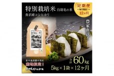 【通年受付】≪令和6年産　≫【定期便／全12回】農家直送！魚沼産コシヒカリ特別栽培「白羽毛の米」精米 (5kg×1袋)×12回 60kg