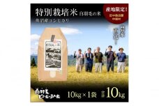 【通年受付】≪令和6年産≫　農家直送！魚沼産コシヒカリ特別栽培「白羽毛の米」精米10kg