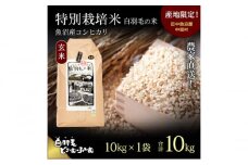 【通年受付】≪令和6年産≫　農家直送！魚沼産コシヒカリ特別栽培「白羽毛の米」玄米(10kg×1袋) 10kg