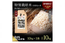 【通年受付】≪令和7年産≫ 農家直送！魚沼産コシヒカリ特別栽培「白羽毛の米」玄米(10kg×1袋) 10kg お米 ご飯 安心 