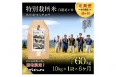 【通年受付】≪令和6年産　≫【定期便／全6回】農家直送！魚沼産コシヒカリ特別栽培「白羽毛の米」精米 (10kg×1袋)×6回 60kg