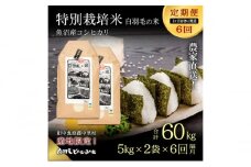 【通年受付】≪令和6年産　≫【定期便／1ヶ月おき全6回】農家直送！魚沼産コシヒカリ特別栽培「白羽毛の米」精米(5kg×2袋)×6回 60kg