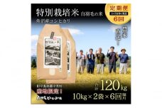 【通年受付】≪令和6年産　≫【定期便／1ヶ月おき全6回】農家直送！魚沼産コシヒカリ特別栽培「白羽毛の米」精米(10kg×2袋)×6回 120kg