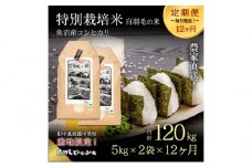 【通年受付】≪令和6年産　≫【定期便／全12回】農家直送！魚沼産コシヒカリ特別栽培「白羽毛の米」精米(5kg×2袋)×12回 120kg