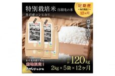 【通年受付】≪令和6年産　≫【定期便／全12回】農家直送！魚沼産コシヒカリ特別栽培「白羽毛の米」精米(2kg×5袋)×12回 120kg