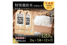 【通年受付】≪令和7年産 ≫【定期便／全12回】農家直送！魚沼産コシヒカリ特別栽培「白羽毛の米」精米(2kg×5袋)×12回 120kg お米 