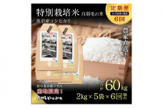 【通年受付】≪令和7年産 ≫【定期便/1ヶ月おき全6回】魚沼産コシヒカリ 特別栽培「白羽毛の米」精米(2kg×5袋)×6回 60kg お米 白米 ご飯 