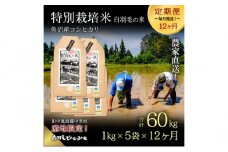 【通年受付】≪令和6年産　≫【定期便／全12回】農家直送！魚沼産コシヒカリ特別栽培「白羽毛の米」精米(1kg×5袋)×12回  60kg
