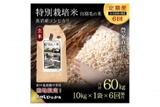 【通年受付】≪令和6年産　≫【定期便／1ヶ月おき全6回】農家直送！魚沼産コシヒカリ特別栽培「白羽毛の米」玄米(10kg×1袋)×6回  60kg