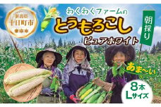 ｜先行予約受付｜令和7年産 朝採れ とうもろこし ピュアホワイト Lサイズ 8本 甘い 国産 トウモロコシ 白 産地直送 新鮮 フレッシュ コーン 農園 野菜 農作物 わくわくファーム 送料無料