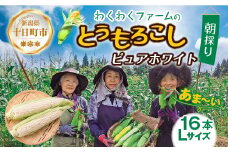 ｜先行予約受付｜ 令和7年産 朝採れ とうもろこし ピュアホワイト Lサイズ 16本 甘い 国産 トウモロコシ 産地直送 新鮮 フレッシュ コーン 農園 野菜 農作物 わくわくファーム 送料無料