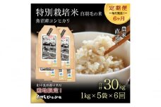 【通年受付】≪令和6年産　≫【定期便／全6回】農家直送！魚沼産コシヒカリ特別栽培「白羽毛の米」精米5kg(1kg×5袋)×6回  計30kg