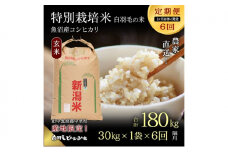 【通年受付】≪令和7年産 ≫【定期便／1ヶ月おき全6回】農家直送！魚沼産コシヒカリ特別栽培「白羽毛の米」玄米(30kg×1袋)×6回 計180kg お米 白米 安心 