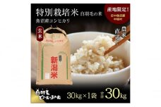 【通年受付】≪令和6年産≫　農家直送！魚沼産コシヒカリ特別栽培「白羽毛の米」玄米(30kg×1袋) 30kg