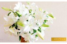 カサブランカ(規格外品)5本束 花 お花 規格外 花束 切り花 新潟県 十日町市