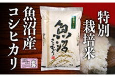 【2025年度産】魚沼産特別栽培米コシヒカリ 5kg お米 おこめ こめ 精米 白米 こしひかり 新潟 
