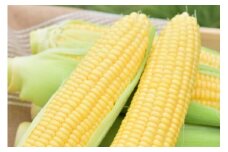 【数量・期間限定】新潟県村上市産  スイートコーン12本入（エコファーマー認定事業者） 1040002