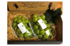 【先行予約】【9月中旬〜10月上旬発送】大粒 シャインマスカット 2〜3房 約1kg 以上 1081002