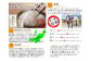 自然豊かな風土が育んだ新潟県岩船産コシヒカリ50kg （5kg×10ヶ月毎月お届け）