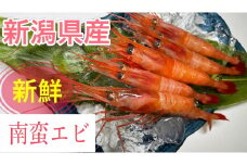 【11月以降発送】「南蛮エビ（甘エビ）」650g 新鮮！県北寝屋漁港直送！ 1043005 海老 えび 冷凍