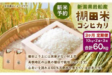 【新米受付・令和7年産米】新潟県村上市岩船産 棚田米コシヒカリ20kg×3ヶ月お届け NE4012　定期便 毎月 新米予約 お米 白米 こしひかり 精米 村上市