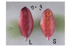 木の葉の箸置き ペアセット かき FC011115