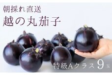 【期間限定】特選 丸なす！『越の丸茄子』9玉入り 特級Aクラス 1箱 JA ナス【新潟県 糸魚川市 期間限定 夏野菜 ブランド野菜 夏 ステーキ 煮物 まるなす マルナス 野菜 特産品 産地直送 新潟限定 ブランドなす 夏季限定】