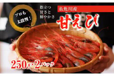 【プロも太鼓判！】糸魚川産『甘エビ』500g（250g×2ﾊﾟｯｸ）約35尾 際立つ甘さと鮮やかさ 鮮度抜群 日本海直送 新潟 あまえび 甘えび 南蛮エビ お刺身 瞬間 冷凍 新鮮