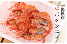 鮮度抜群！ボタンエビ 6～10尾 約300～400g 水揚げ直後に発送 新鮮  大きい 鮮やか 日本海直送 生 刺身 ぼたん海老 魚正