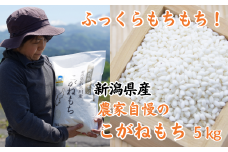 新米 新潟県産 もち米『こがねもち』5kg 令和6年産 ふっくらモチモチ！ 芳醇な甘い香り 磯貝農場【ご飯 ライス ふるさと納税米 ブランド米  餅 赤飯 おこわ 糸魚川 もち米 黄金餅 2024】