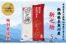 令和6年産新米予約『新之助』5kg 新潟県糸魚川産 特別栽培米 農家直送 100％根知谷産 米･食味鑑定士お墨付き【米 お米 コメ こめ ご飯 ライス ふるさと納税米 ブランド米 食品 人気 おすすめ ギフト 糸魚川市 白米 減農薬 2024年産 シンノスケ しんのすけ 5キロ 先行予約 精米】