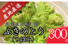 【期間限定】令和7年産 旬の山菜 ふきのとう（つぼみ）300g【朝採れ 産地直送 新潟県 糸魚川市 山菜 フキノトウ 野菜 能生谷 おおかやば山菜園】