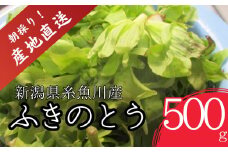 【期間限定】令和7年産 旬の山菜 ふきのとう（少し開いたもの）500g【朝採れ 産地直送 新潟県 糸魚川市 山菜 フキノトウ 野菜 能生谷 おおかやば山菜園】