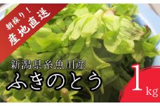 【期間限定】令和7年産 旬の山菜 ふきのとう（少し開いたもの）1kg【朝採れ 産地直送 新潟県 糸魚川市 山菜 フキノトウ 野菜 能生谷 おおかやば山菜園】