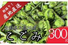 【期間限定】令和7年産 旬の山菜 こごみ 300g【朝採れ 産地直送 新潟県 糸魚川市 山菜 コゴミ 野菜 能生谷 おおかやば山菜園】