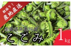 【期間限定】令和7年産 旬の山菜 こごみ 1kg【朝採れ 産地直送 新潟県 糸魚川市 山菜 コゴミ 野菜 能生谷 おおかやば山菜園】