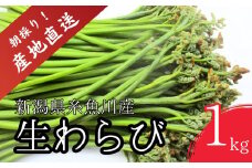 【令和7年産先行予約】5月上旬以降順次発送 旬の山菜 わらび 1kg【朝採れ 産地直送 新潟県 糸魚川市 山菜 ワラビ 蕨 野菜 能生谷 おおかやば山菜園 期間限定】