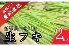 【令和7年産先行予約】5月中旬以降順次発送 旬の山菜 ふき 2kg【朝採れ 産地直送 新潟県 糸魚川市 山菜 フキ 野菜 能生谷 おおかやば山菜園 期間限定】