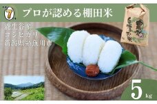 【2025年10月発送】令和7年産新米予約 新潟県能生谷産コシヒカリ 5kg プロも認める棚田米 農家直送 2025年産 JATs有限会社【新潟県 糸魚川市 米 お米 こめ コメ ご飯 ライス ふるさと納税米 ブランド米 おすすめ ギフト 5キロ 精米 白米 人気 食品 選べる配送月 先行予約】