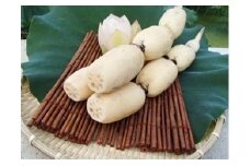 【数量限定】美白れんこん「五泉美人」 4kg 新潟県 五泉市 五泉蓮根生産組合 れんこん レンコン 蓮根 2025年10月中旬発送予定