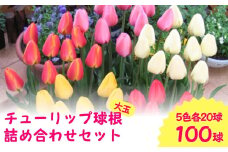 【先行予約】チューリップ球根（特大球） 100球（5色各20球）一重咲き ダーウィンハイブリットチューリップ5色詰め合わせセット（2025年9月中旬より順次発送） 新潟県 五泉市 新潟県花卉球根農業協同組合