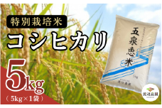 【令和7年産新米】渡辺農園の特別栽培米コシヒカリ 精米 5kg(5kg×1袋) 新潟県 五泉市 渡辺農園 [10月中旬以降順次発送] 先行予約