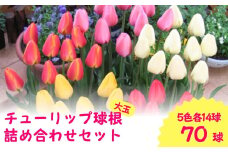 【先行予約】チューリップ 球根（特大球）70球入（5色×14球）一重咲き5色詰め合わせセット（2025年9月中旬より順次発送） 新潟県 五泉市 新潟県花卉球根農業協同組合
