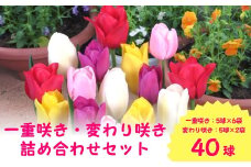 【先行予約】チューリップ球根セット 40球入 （2025年9月中旬より順次発送）新潟県 五泉市 新潟県花卉球根農業協同組合