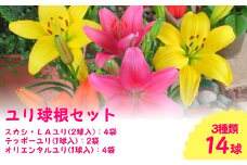 【先行予約】ユリ球根セット 14球入 新潟県 五泉市 新潟県花卉球根農業協同組合 [2025年10月以降順次発送]