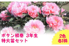 【先行予約】ボタン根巻 3年生 特大苗セット 2色各1株 （2025年9月中旬以降順次発送）新潟県 五泉市 新潟県花卉球根農業協同組合